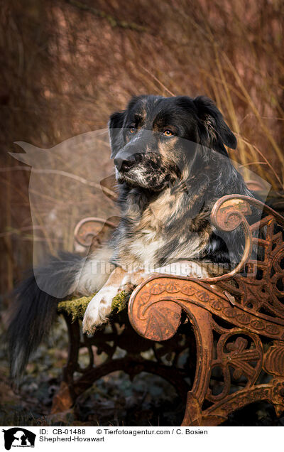 Sch�ferhund-Hovawart / Shepherd-Hovawart / CB-01488