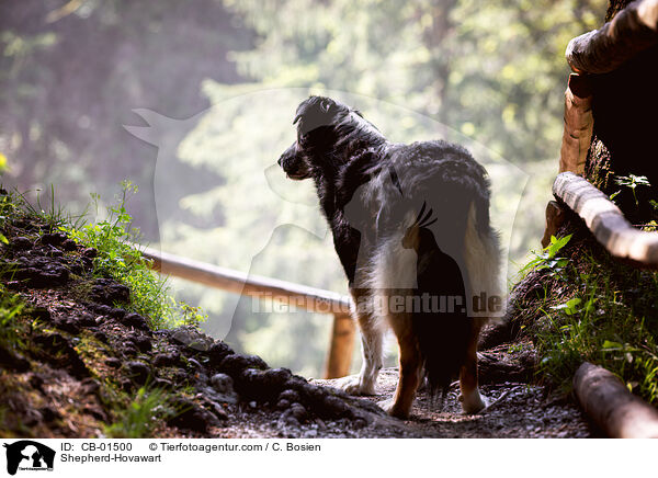 Sch�ferhund-Hovawart / Shepherd-Hovawart / CB-01500