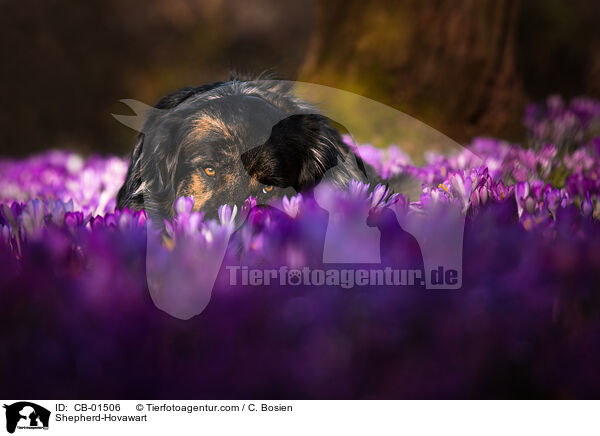 Schferhund-Hovawart / Shepherd-Hovawart / CB-01506