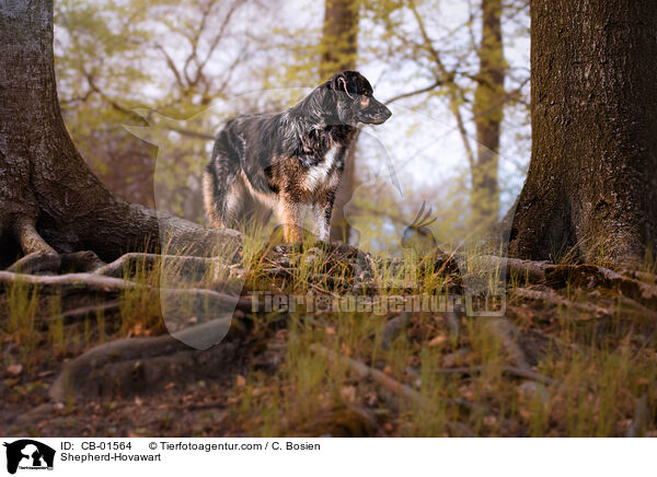 Schferhund-Hovawart / Shepherd-Hovawart / CB-01564