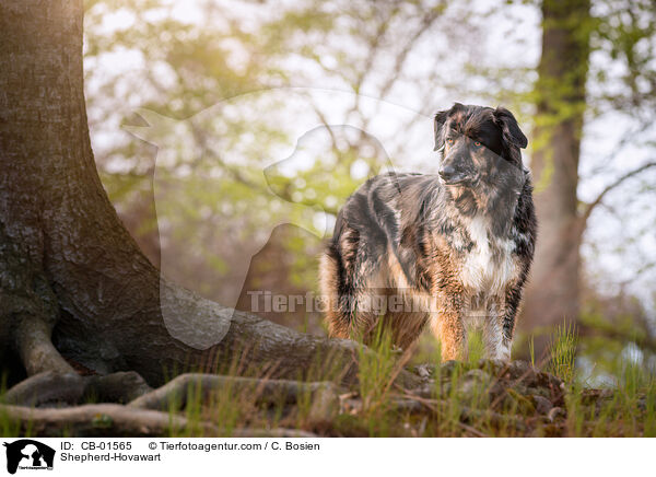 Schferhund-Hovawart / Shepherd-Hovawart / CB-01565