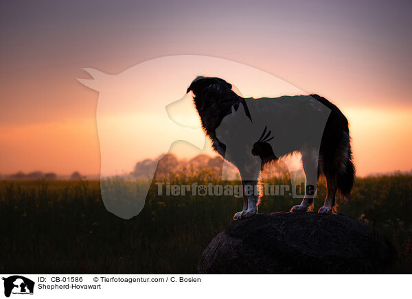 Schferhund-Hovawart / Shepherd-Hovawart / CB-01586