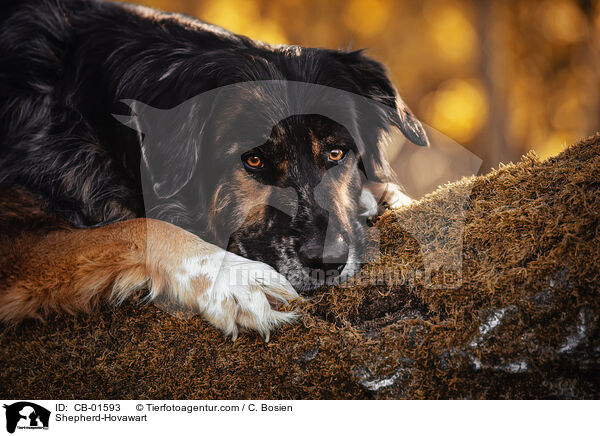 Schferhund-Hovawart / Shepherd-Hovawart / CB-01593