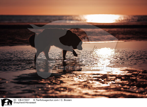 Schferhund-Hovawart / Shepherd-Hovawart / CB-01607