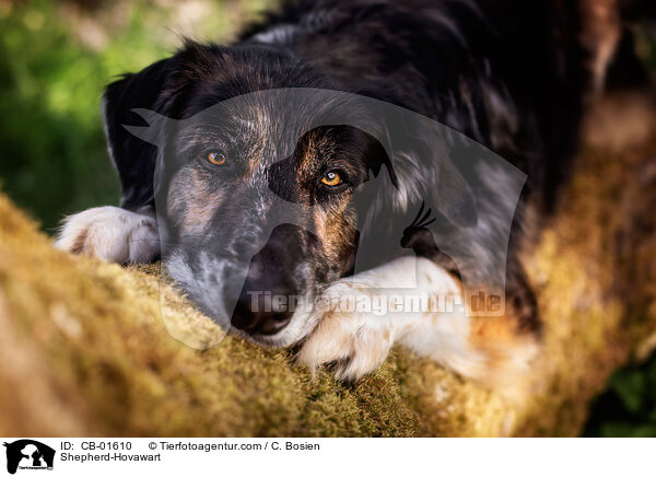Schferhund-Hovawart / Shepherd-Hovawart / CB-01610