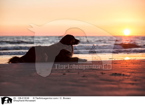Schferhund-Hovawart / Shepherd-Hovawart / CB-01636