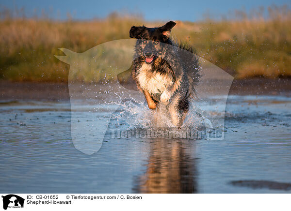 Schferhund-Hovawart / Shepherd-Hovawart / CB-01652