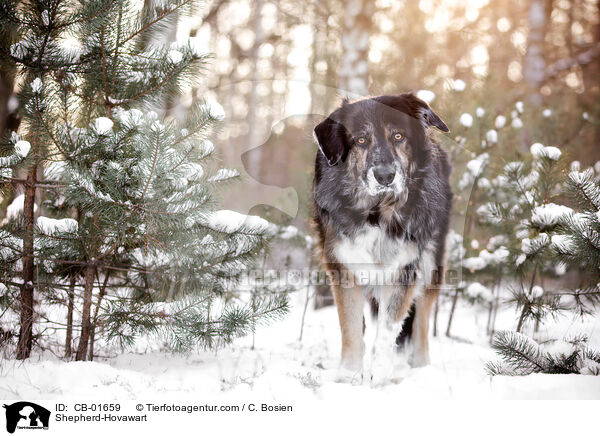 Schferhund-Hovawart / Shepherd-Hovawart / CB-01659
