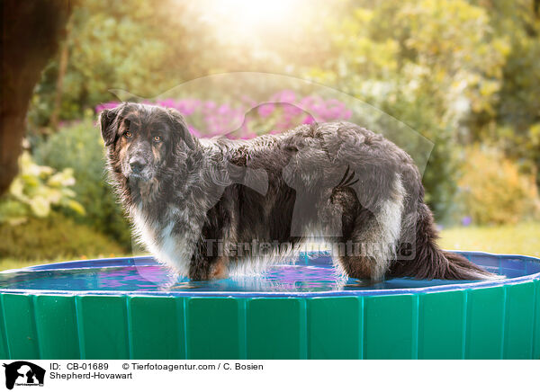 Schferhund-Hovawart / Shepherd-Hovawart / CB-01689