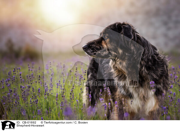 Schferhund-Hovawart / Shepherd-Hovawart / CB-01692