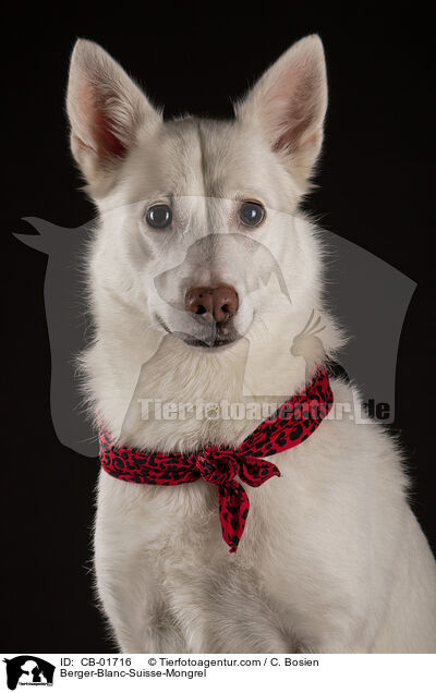 Wei�er-Schweizer-Sch�ferhund-Mischling / Berger-Blanc-Suisse-Mongrel / CB-01716