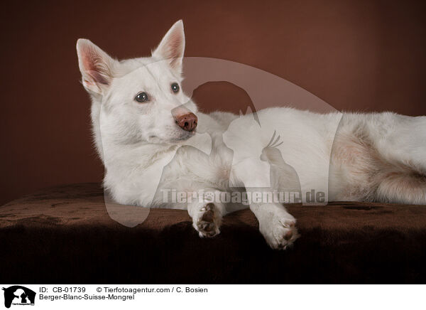 Wei�er-Schweizer-Sch�ferhund-Mischling / Berger-Blanc-Suisse-Mongrel / CB-01739