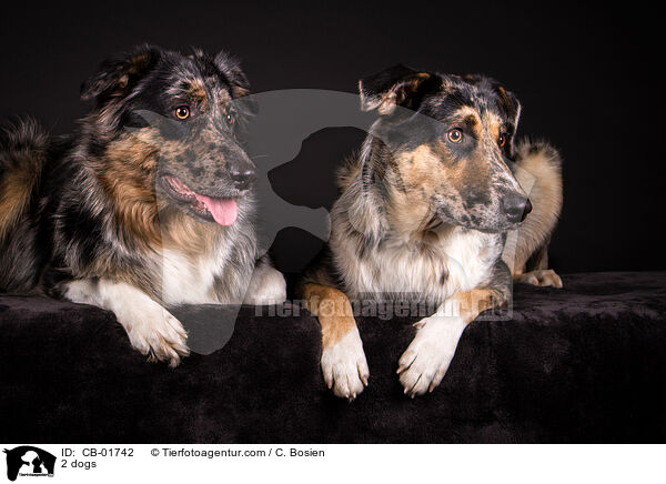 2 Hunde / 2 dogs / CB-01742