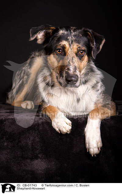 Schferhund-Hovawart / Shepherd-Hovawart / CB-01743