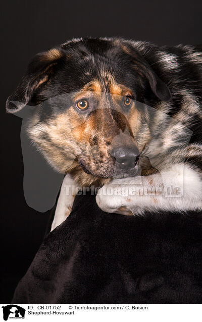 Schferhund-Hovawart / Shepherd-Hovawart / CB-01752