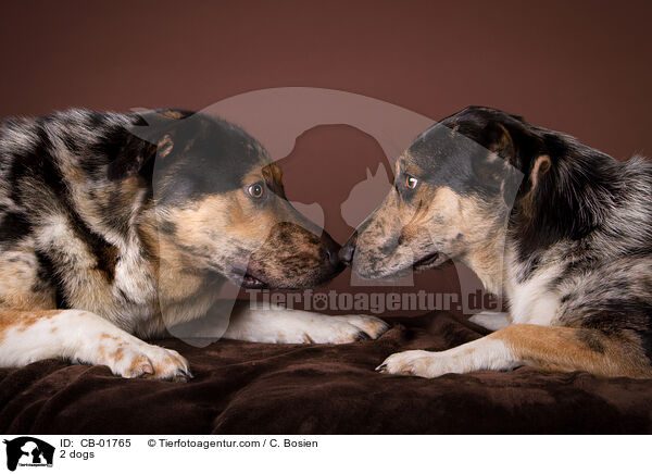 2 Hunde / 2 dogs / CB-01765