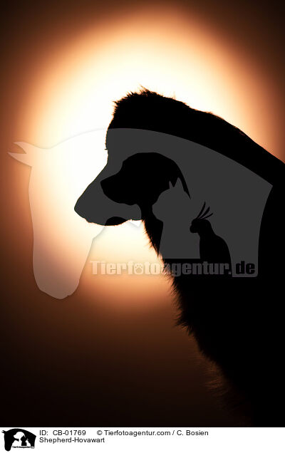 Schferhund-Hovawart / Shepherd-Hovawart / CB-01769