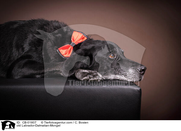 alter Labrador-Dalmatiner-Mischling / old Labrador-Dalmatian-Mongel / CB-01807