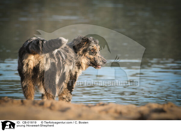 junger Hovawart-Schferhund / young Hovawart-Shepherd / CB-01819