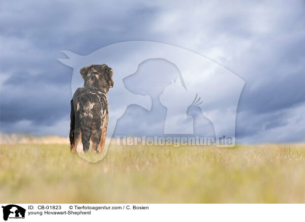 junger Hovawart-Schferhund / young Hovawart-Shepherd / CB-01823