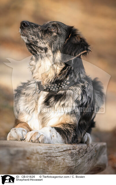 Schferhund-Hovawart / Shepherd-Hovawart / CB-01826