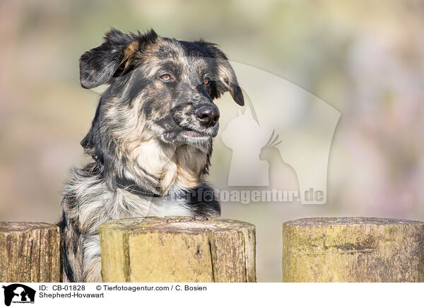 Schferhund-Hovawart / Shepherd-Hovawart / CB-01828