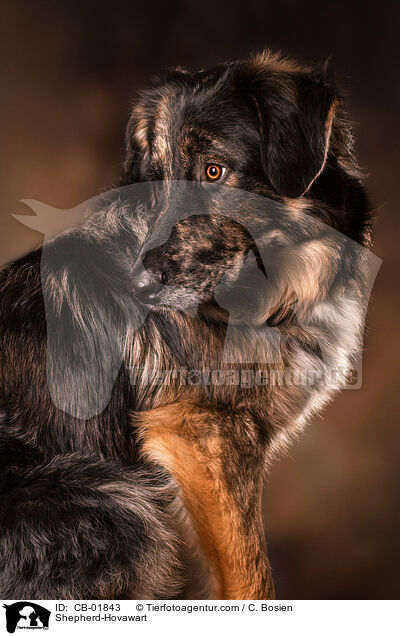 Sch�ferhund-Hovawart / Shepherd-Hovawart / CB-01843