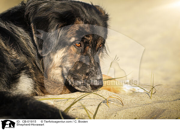 Schferhund-Hovawart / Shepherd-Hovawart / CB-01915