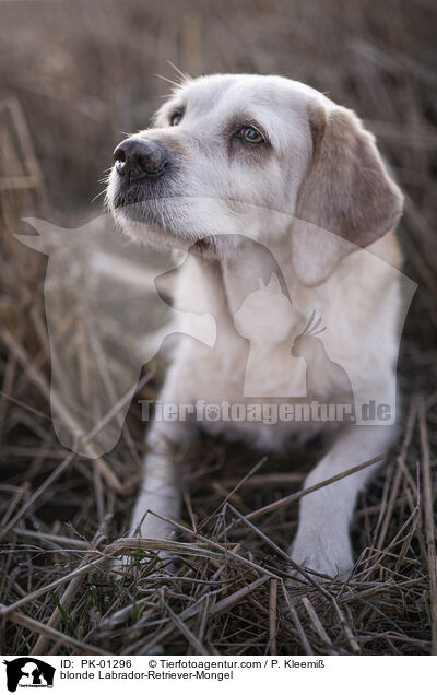gelber Labrador-Retriever-Mischling / blonde Labrador-Retriever-Mongel / PK-01296