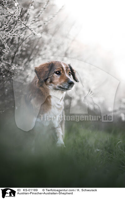 sterreichischer-Pinscher-Australian-Shepherd / Austrian-Pinscher-Australian-Shepherd / KS-01189