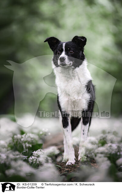 Border-Collie-Terrier / Border-Collie-Terrier / KS-01209