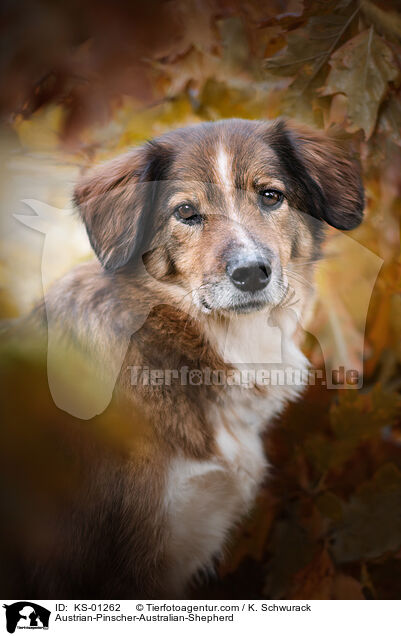sterreichischer-Pinscher-Australian-Shepherd / Austrian-Pinscher-Australian-Shepherd / KS-01262