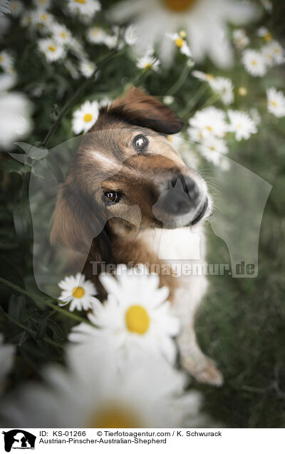 sterreichischer-Pinscher-Australian-Shepherd / Austrian-Pinscher-Australian-Shepherd / KS-01266
