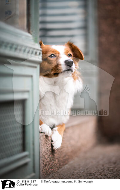 Collie-Pekinese / Collie-Pekinese / KS-01337