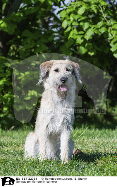 Schnauzer-Mischling im Sommer / Schnauzer-Mongrel in summer / SST-22033