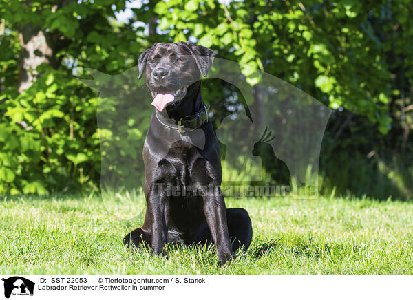 Labrador-Retriever-Rottweiler im Sommer / Labrador-Retriever-Rottweiler in summer / SST-22053