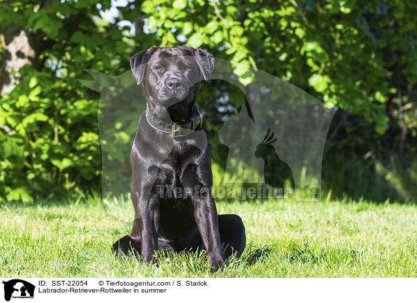 Labrador-Retriever-Rottweiler im Sommer / Labrador-Retriever-Rottweiler in summer / SST-22054