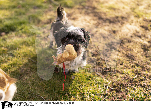 Shih-Tzu-Malteser / Shih-Tzu-Maltese / TBA-02146