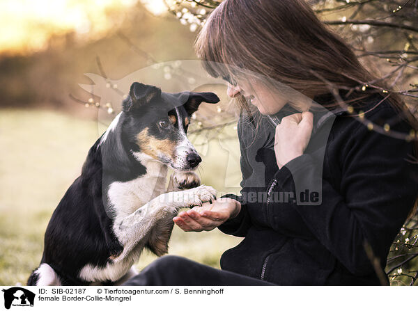 Border-Collie-Mischling Hndin / female Border-Collie-Mongrel / SIB-02187