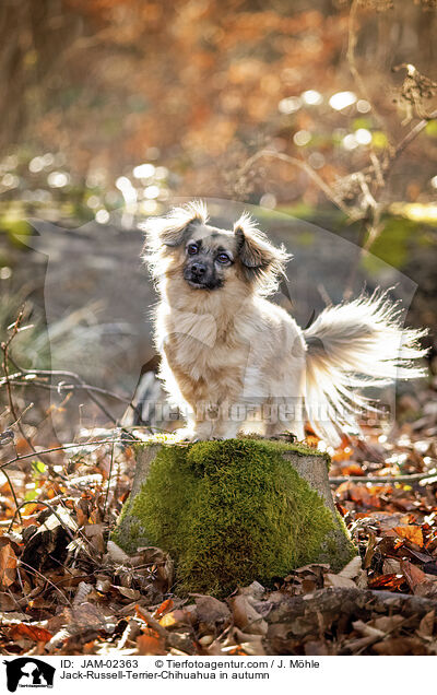 Jack-Russell-Terrier-Chihuahua im Herbst / Jack-Russell-Terrier-Chihuahua in autumn / JAM-02363