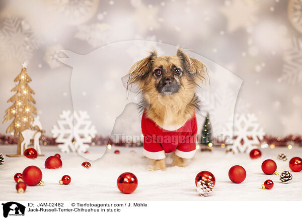 Jack-Russell-Terrier-Chihuahua im Studio / Jack-Russell-Terrier-Chihuahua in studio / JAM-02482