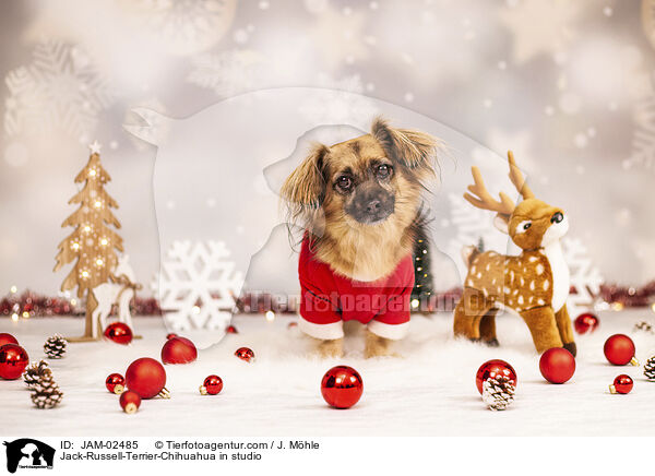 Jack-Russell-Terrier-Chihuahua im Studio / Jack-Russell-Terrier-Chihuahua in studio / JAM-02485