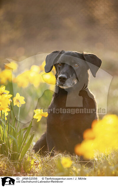 alter Dackel-Labrador-Retriever / old Dachshund-Labrador-Retriever / JAM-02556