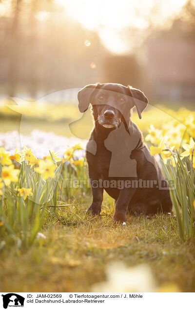 alter Dackel-Labrador-Retriever / old Dachshund-Labrador-Retriever / JAM-02569