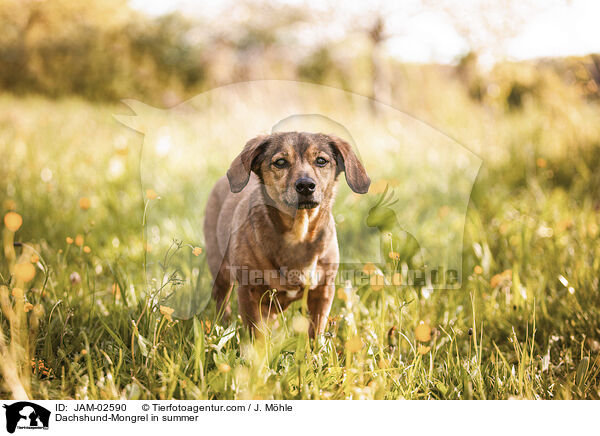 Dackel-Mischling im Sommer / Dachshund-Mongrel in summer / JAM-02590