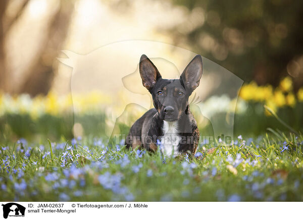 kleiner Terrier-Mischling / small Terrier-Mongrel / JAM-02637