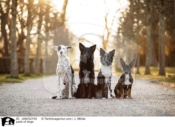 Hunderudel / pack of dogs / JAM-02700
