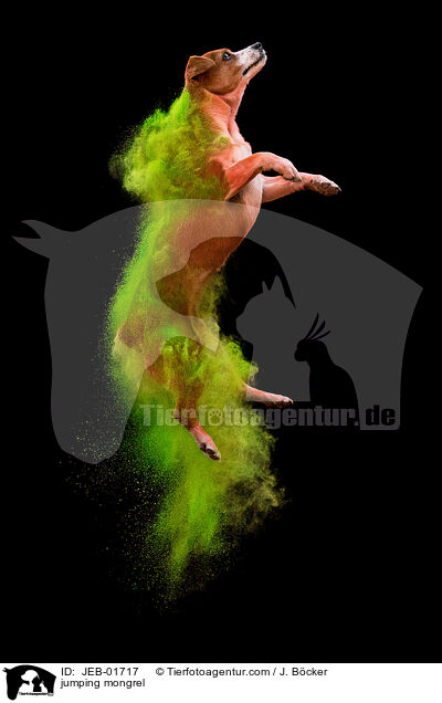 springender Mischling / jumping mongrel / JEB-01717