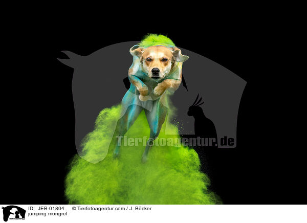 springender Mischling / jumping mongrel / JEB-01804