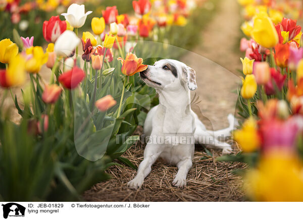 liegender Mischling / lying mongrel / JEB-01829